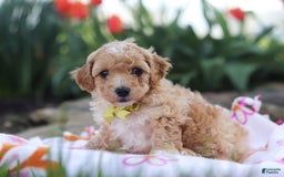 Miniature Poodle dogs for sale: Jazz - Image 17