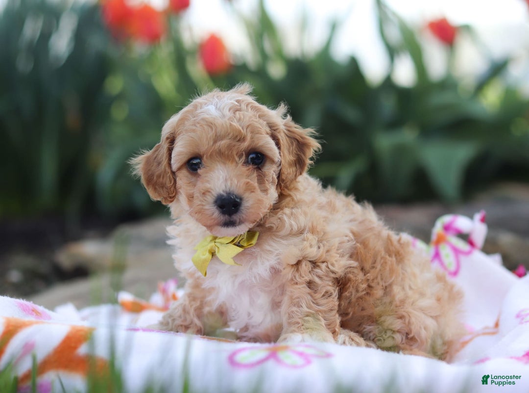 Miniature Poodle dogs for sale: Jazz - Image 17