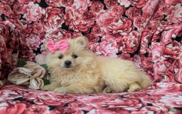 Pomeranian dogs for sale: Kelley Genetic Testing 9 lbs full grown - Image 2