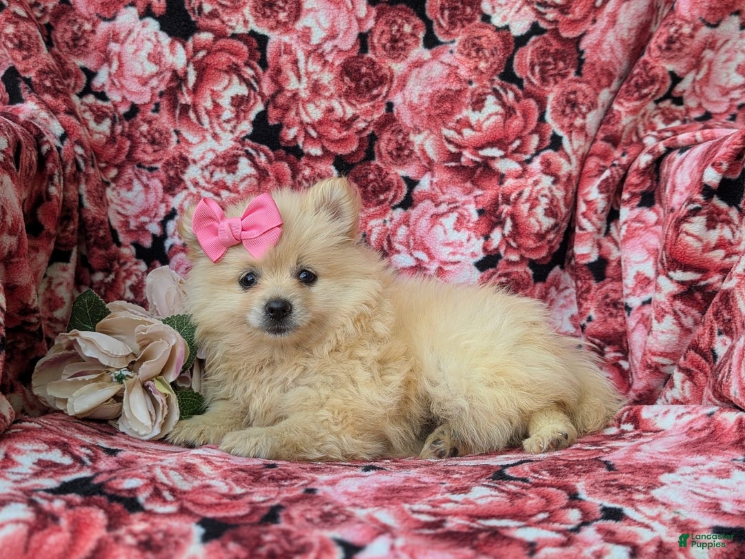 Pomeranian dogs for sale: Kelley Genetic Testing 9 lbs full grown - Image 2