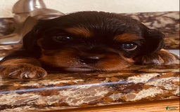 Cavalier King Charles Spaniel dogs for sale: Gabby - Image 8