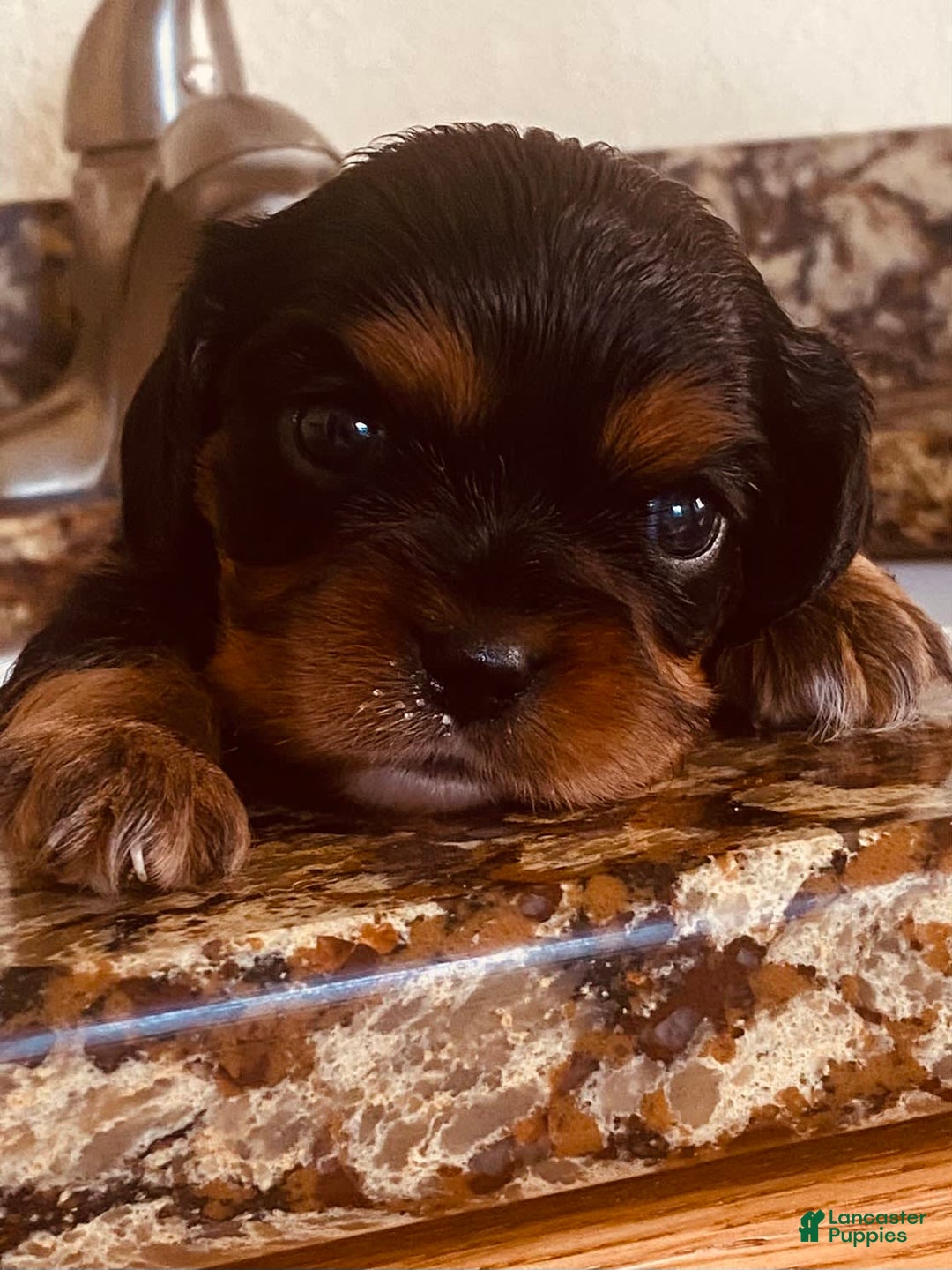 Cavalier King Charles Spaniel dogs for sale: Gabby - Image 8
