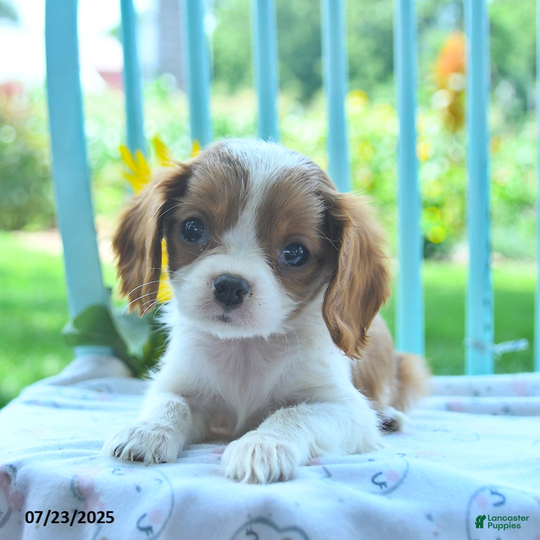 Cavalier King Charles Spaniel dogs for sale: Wilda - Image 2