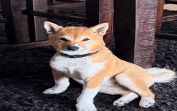 Shiba Inu dogs for sale: Keanu - Image 1