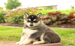 Gerberian Shepsky dogs for sale: Thunder - Image 2