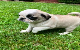 Pug dogs for sale: Champ - Image 2