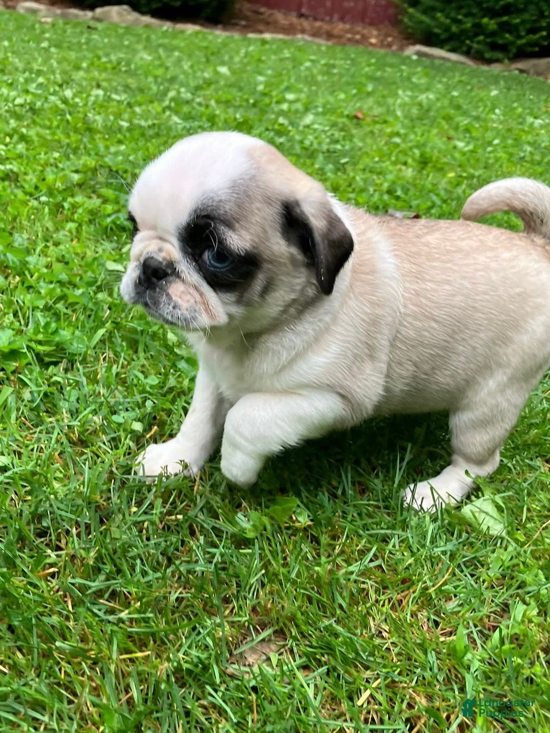 Pug dogs for sale: Champ - Image 2