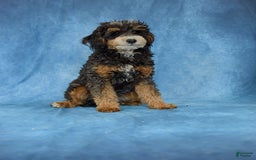 Mini Bernedoodle dogs for sale: Marshall - Image 11