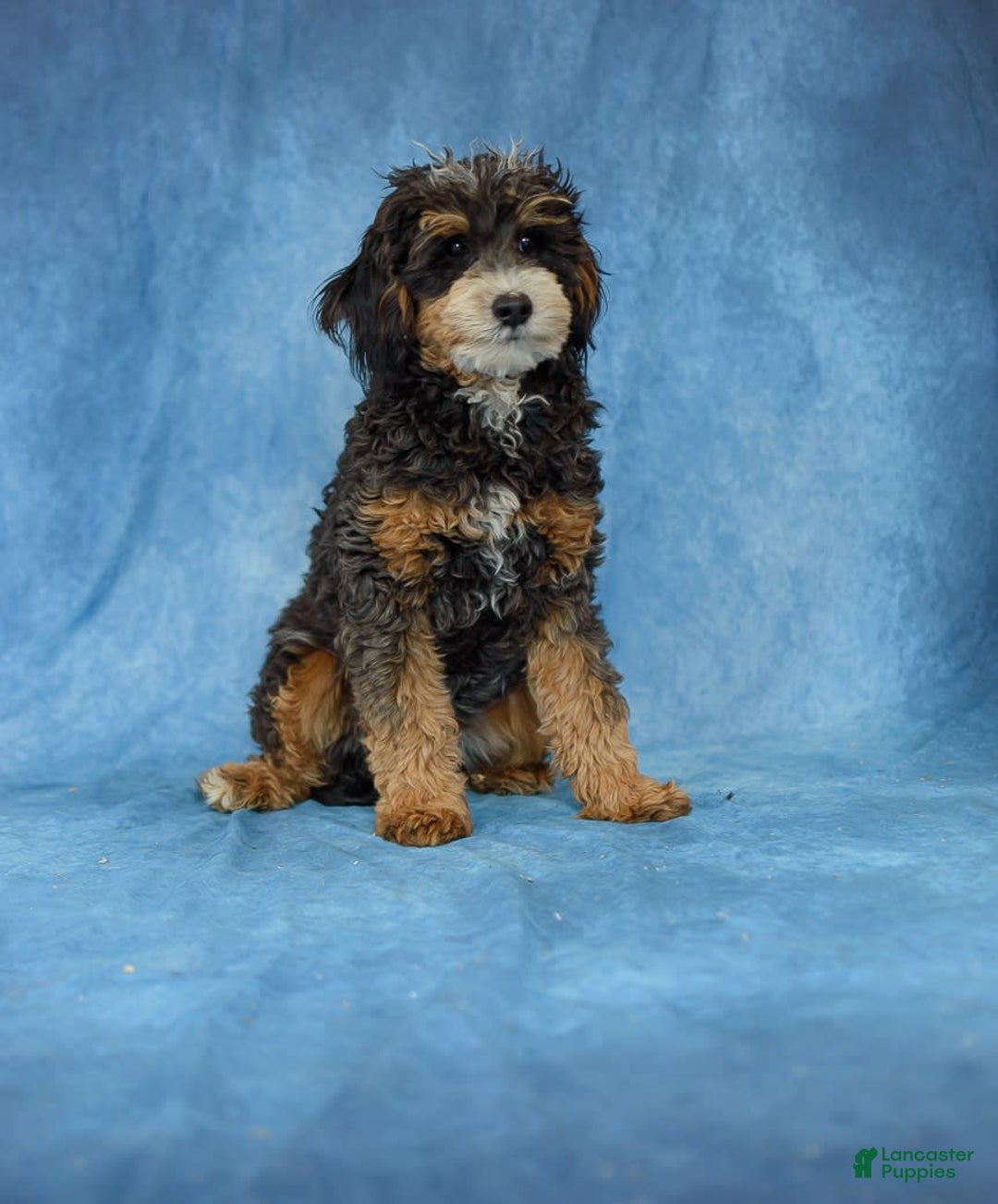 Mini Bernedoodle dogs for sale: Marshall - Image 11
