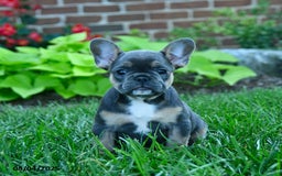 French Bulldog dogs for sale: Jana - Image 1
