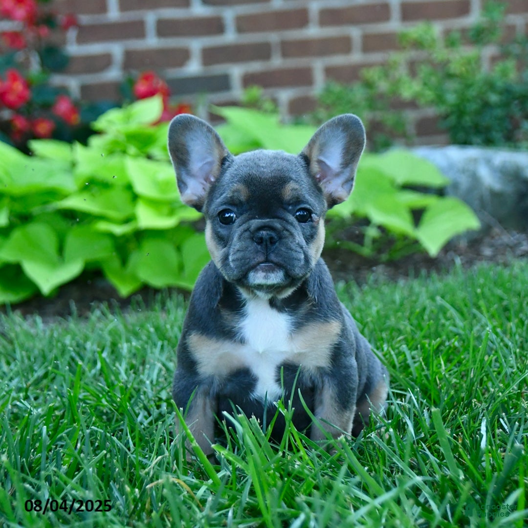 French Bulldog dogs for sale: Jana - Image 1