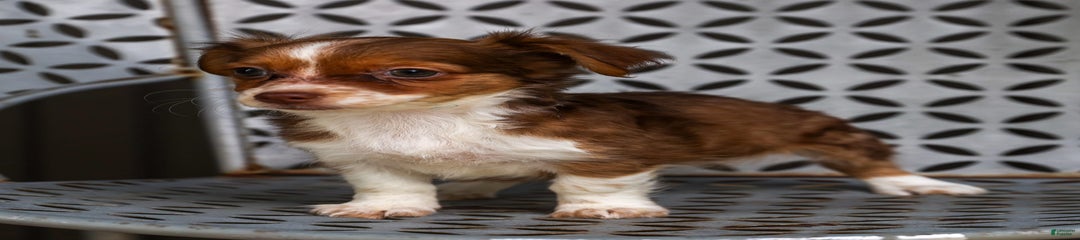Nora