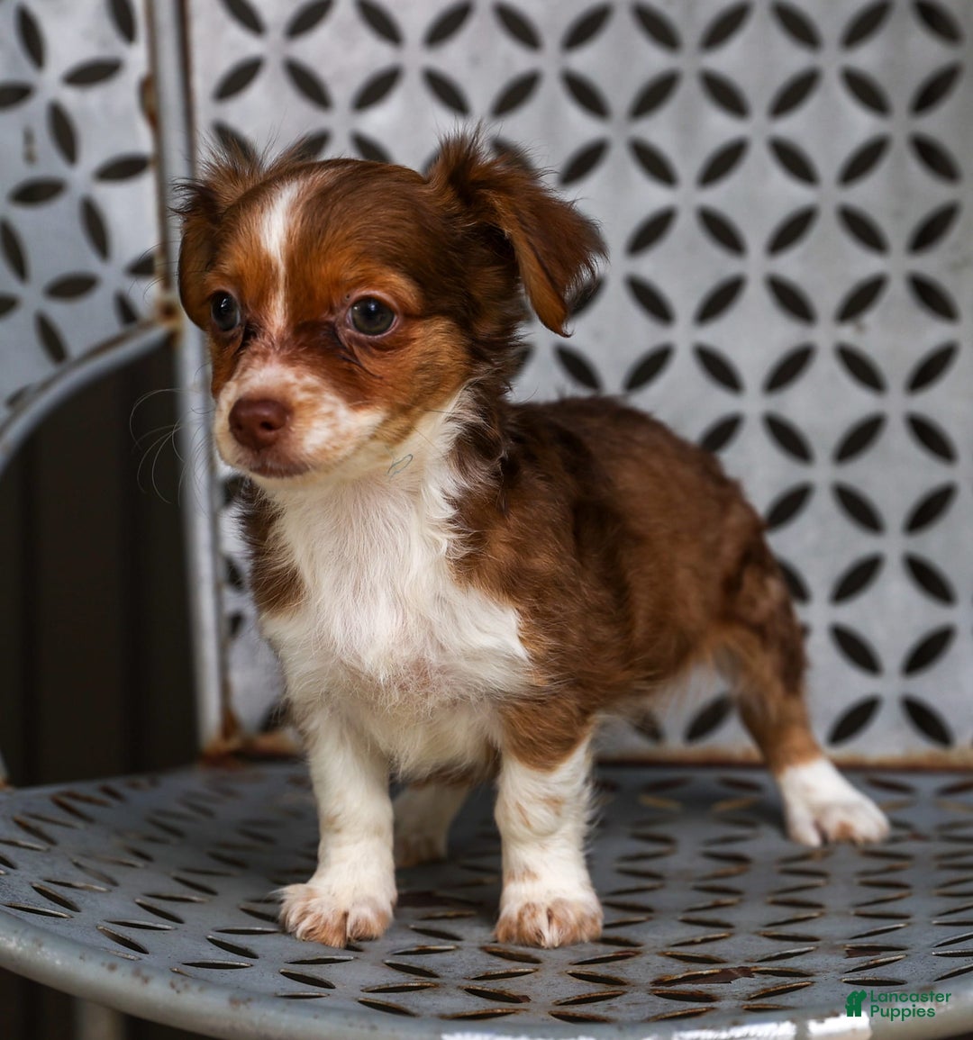Chihuahua dogs for sale: Nora - Image 1