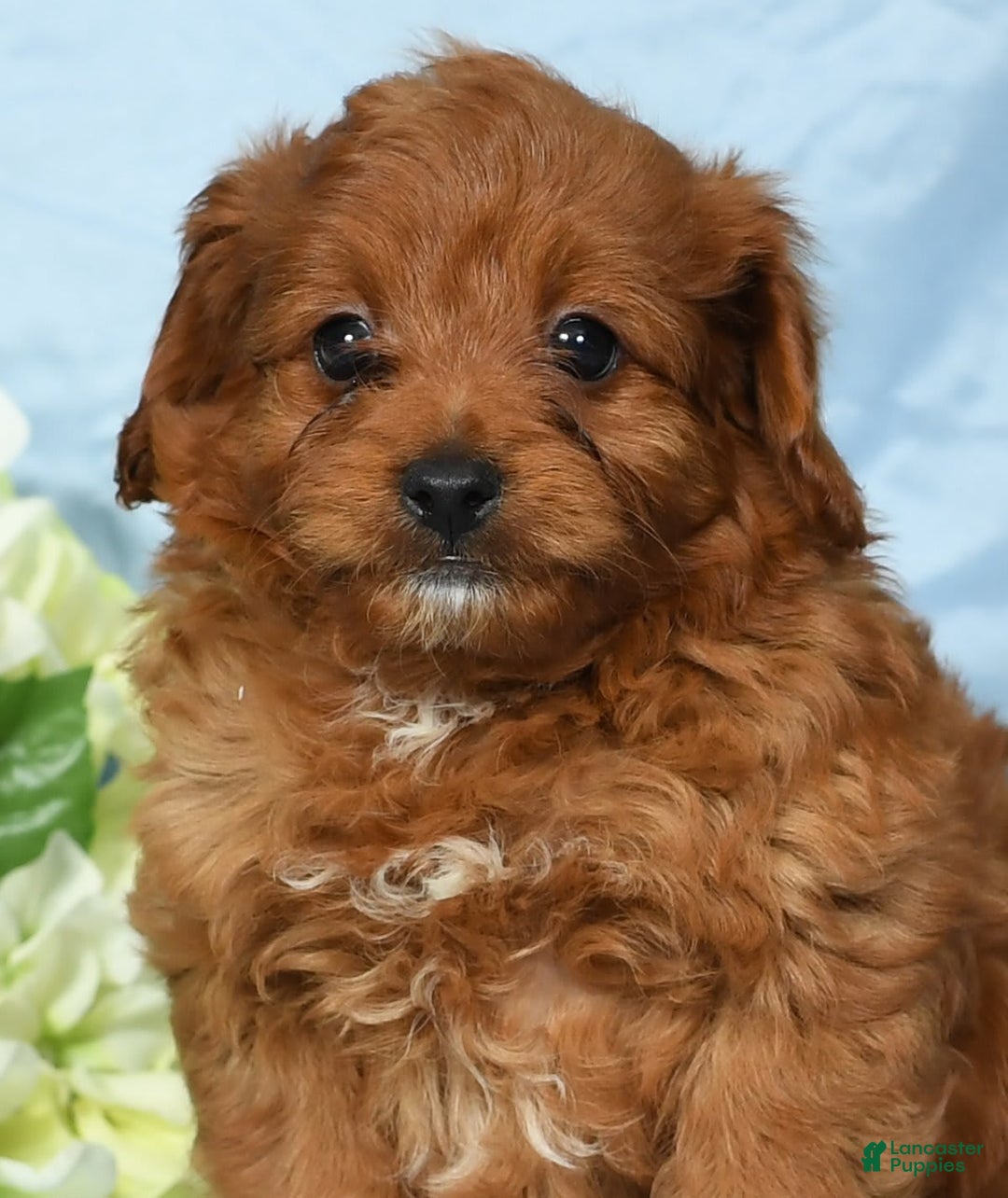 Cavapoo dogs for sale: Tinker - Image 6