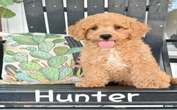 Mini Goldendoodle dogs for sale: Hunter - Image 2