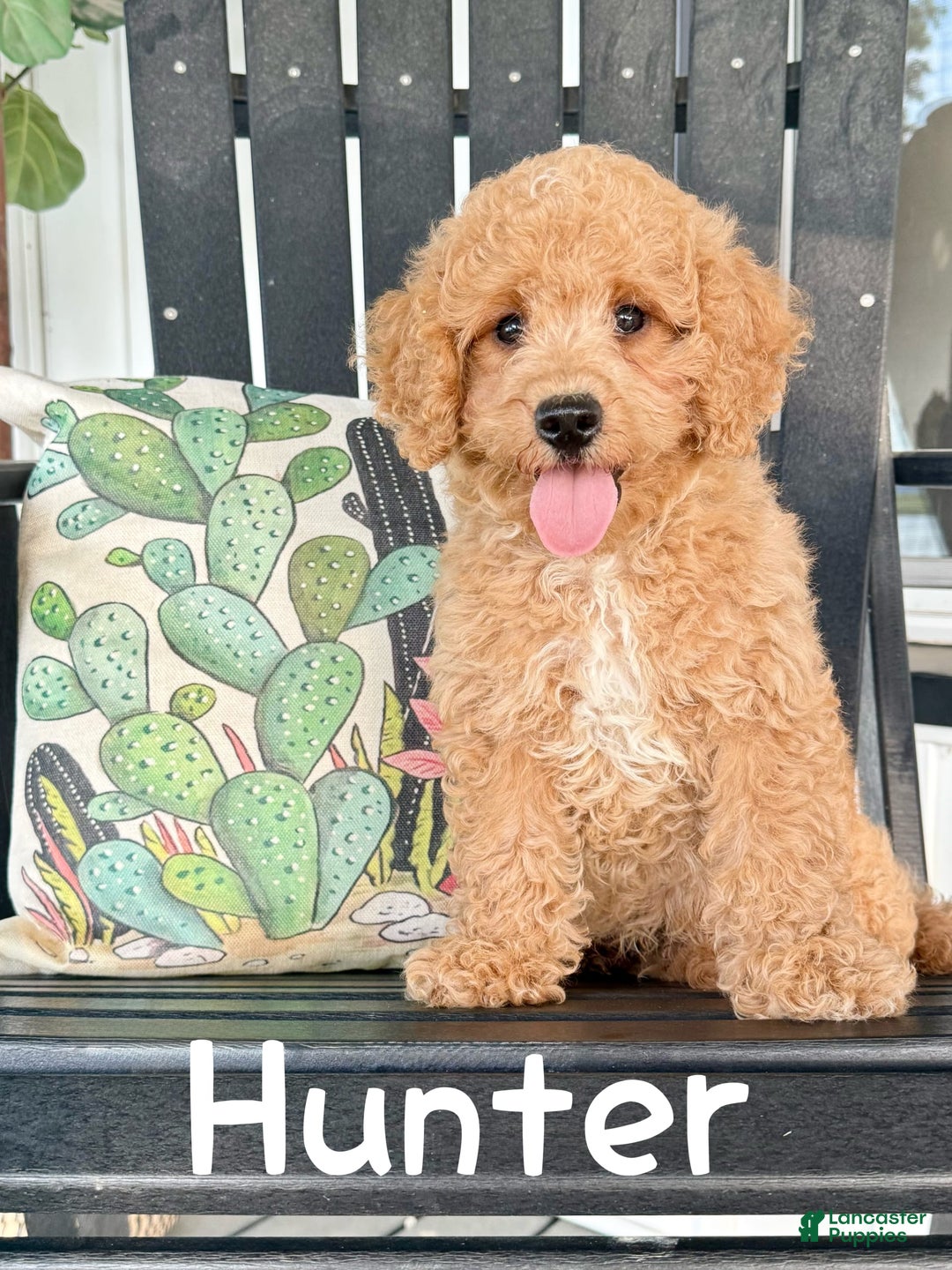 Mini Goldendoodle dogs for sale: Hunter - Image 2