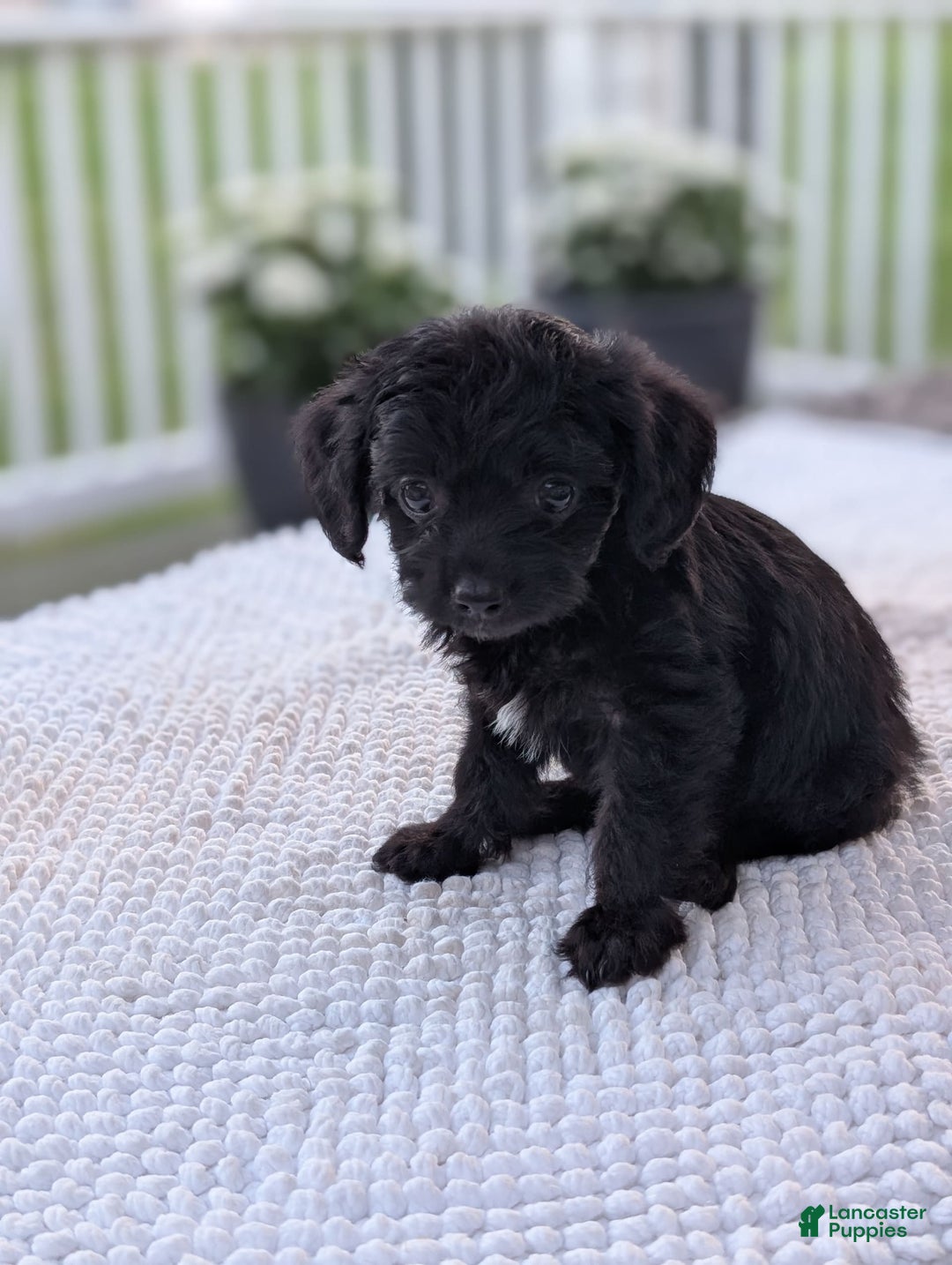 Yorkiepoo dogs for sale: Vick - Listing for pets: Willow, Molly, Finn, Vick, Wendy - Image 3