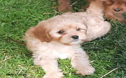 Cavapoo dogs for sale: Bailey - Image 3