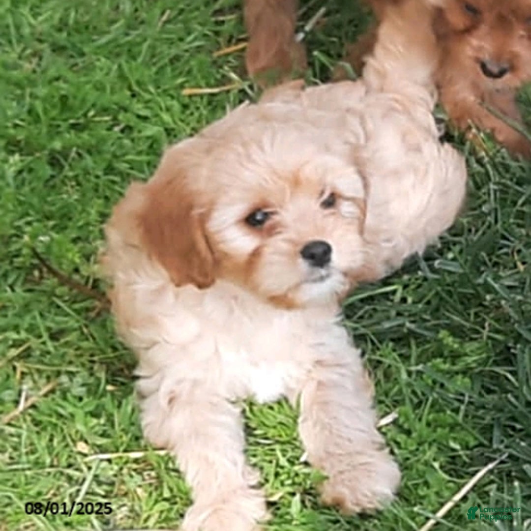 Cavapoo dogs for sale: Bailey - Image 3