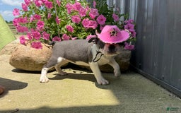Boston Terrier dogs for sale: Taffy - Image 5