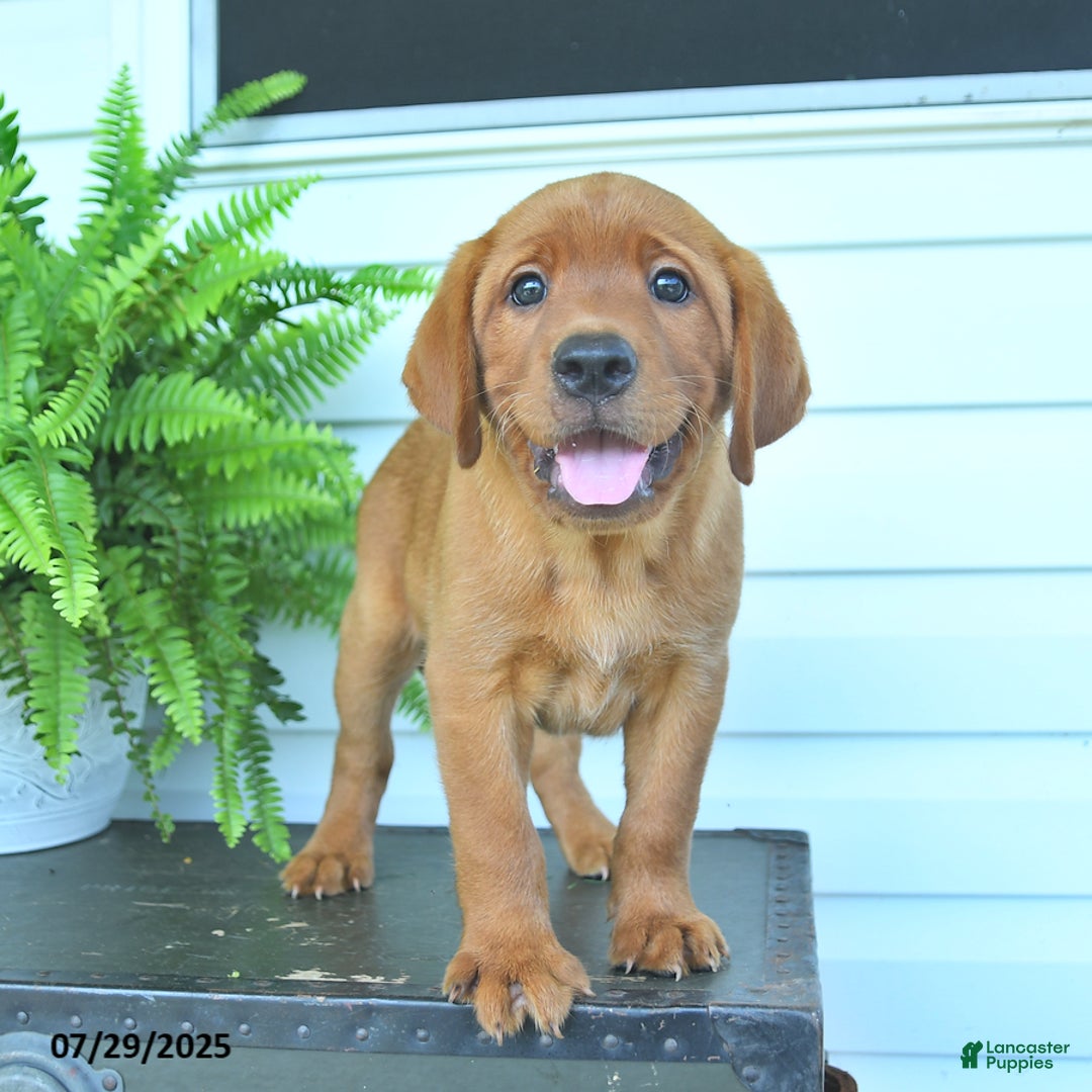 Labrador Retriever dogs for sale: Yosie - Image 4