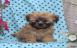 Teddy Bear dogs for sale: Dakota - Image 1