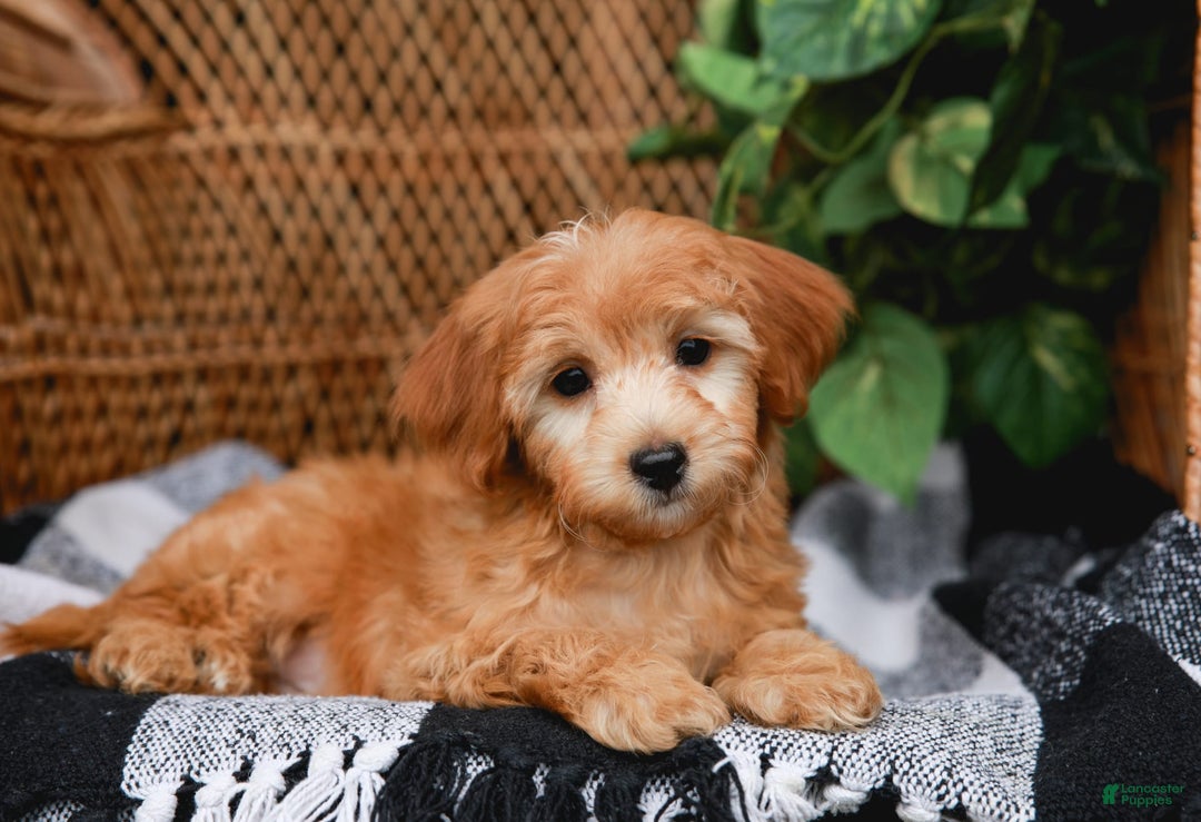 Havapoo dogs for sale: Vinny - Image 12