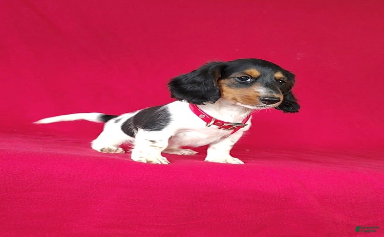 Miniature Dachshund dogs for sale - Ad 4