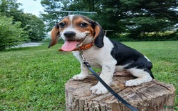 Beagle dogs for sale: Mason - Image 1