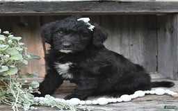 Aussiedoodle dogs for sale: Missy - Image 3