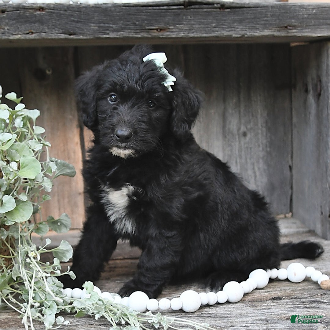 Aussiedoodle dogs for sale: Missy - Image 3