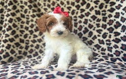 Cavapoo dogs for sale: Shayla - Image 7