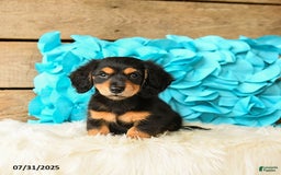 Miniature Dachshund dogs for sale: Midnight - Image 4