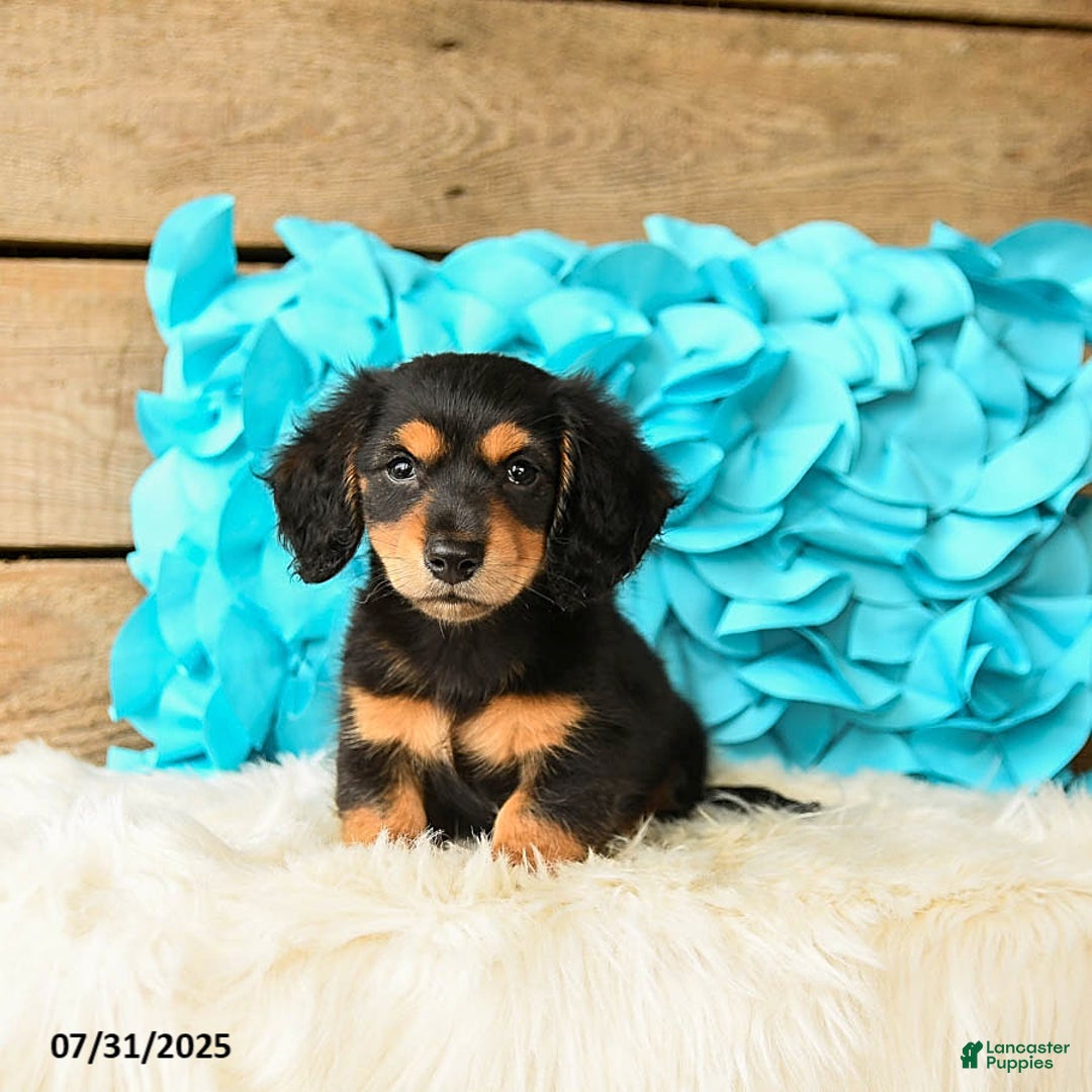 Miniature Dachshund dogs for sale: Midnight - Image 4