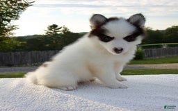 Pomsky dogs for sale: Lado - Image 2