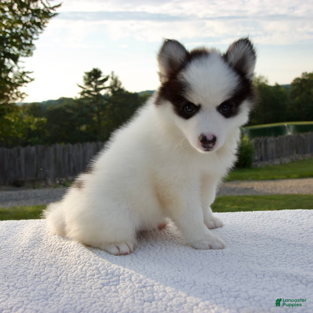 Pomsky dogs for sale: Lado - Image 2