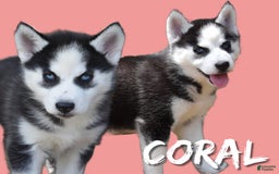 Siberian Husky dogs for sale: Coral - Image 3