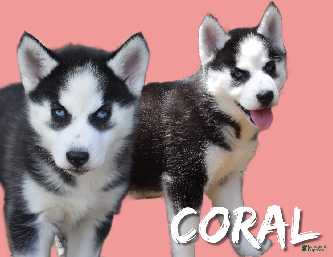 Siberian Husky dogs for sale: Coral - Image 3