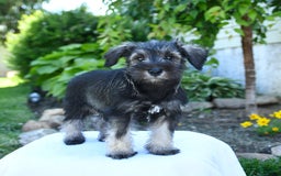 Miniature Schnauzer dogs for sale: Jett - Image 7