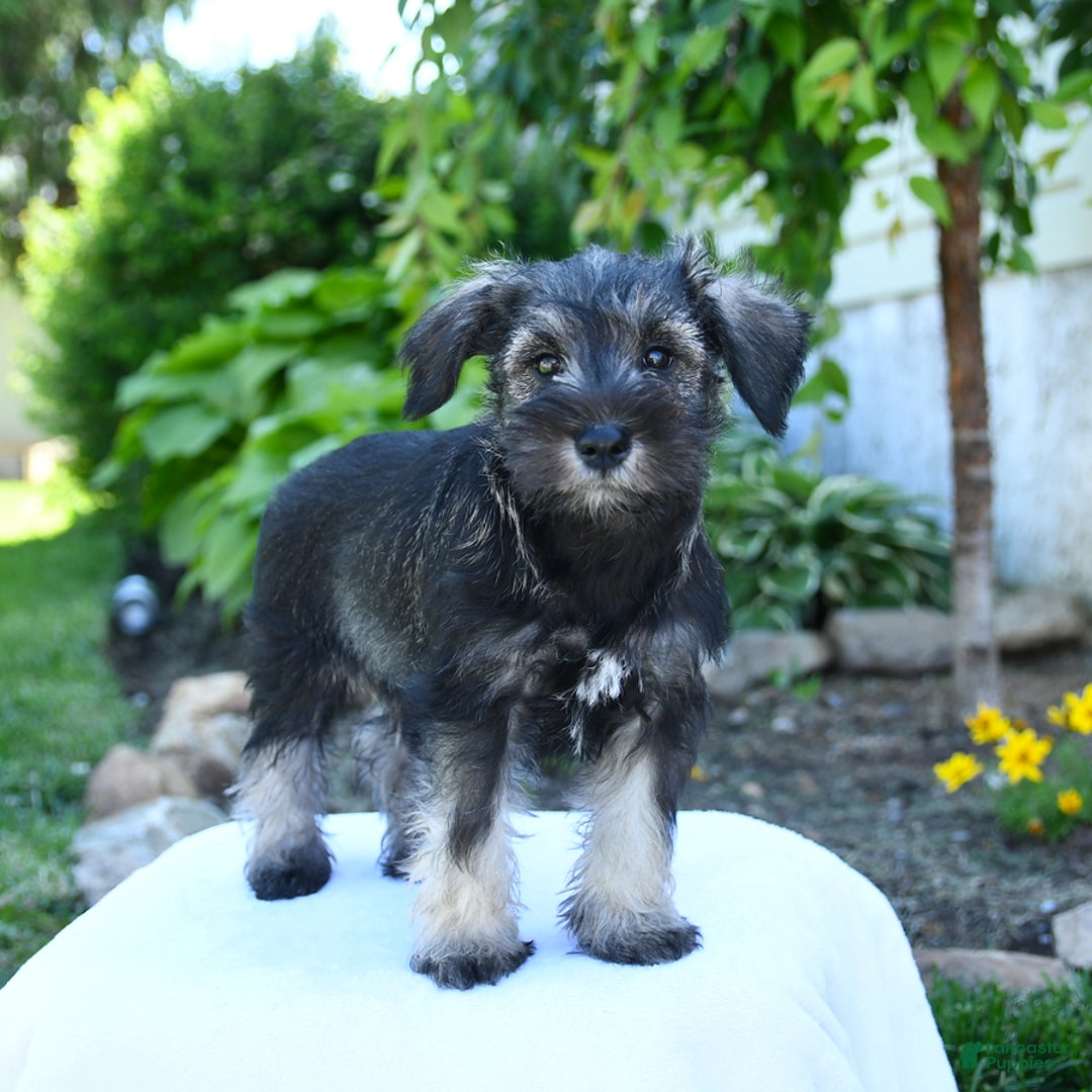 Miniature Schnauzer dogs for sale: Jett - Image 7