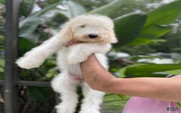 Goldendoodle dogs for sale: Faith - Image 2