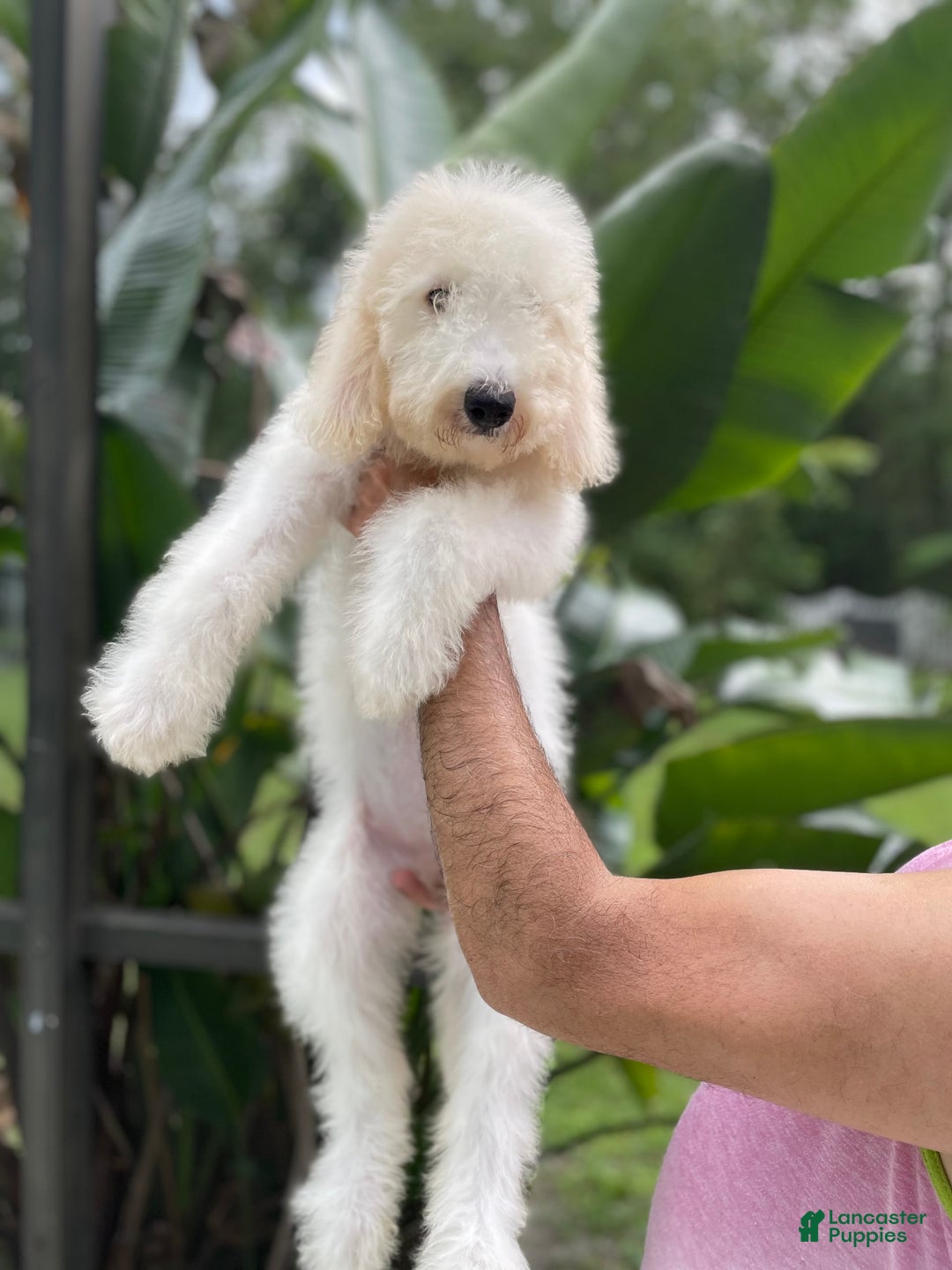Goldendoodle dogs for sale: Faith - Image 2