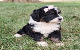 Mini Bernedoodle dogs for sale: Sydney - Image 1