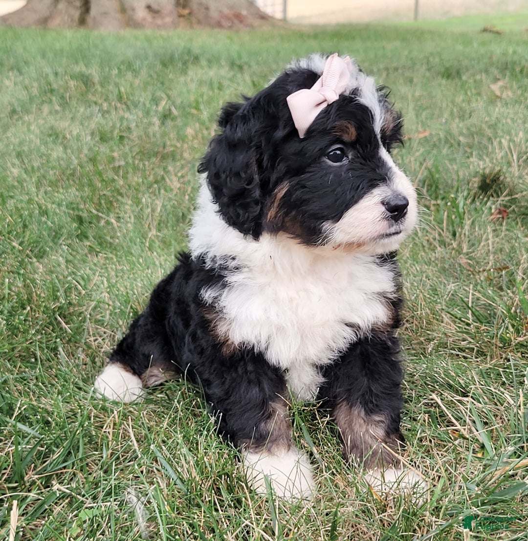 Mini Bernedoodle dogs for sale: Sydney - Image 1