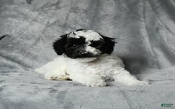 Toy Poodle dogs for sale: Checkers - Image 5