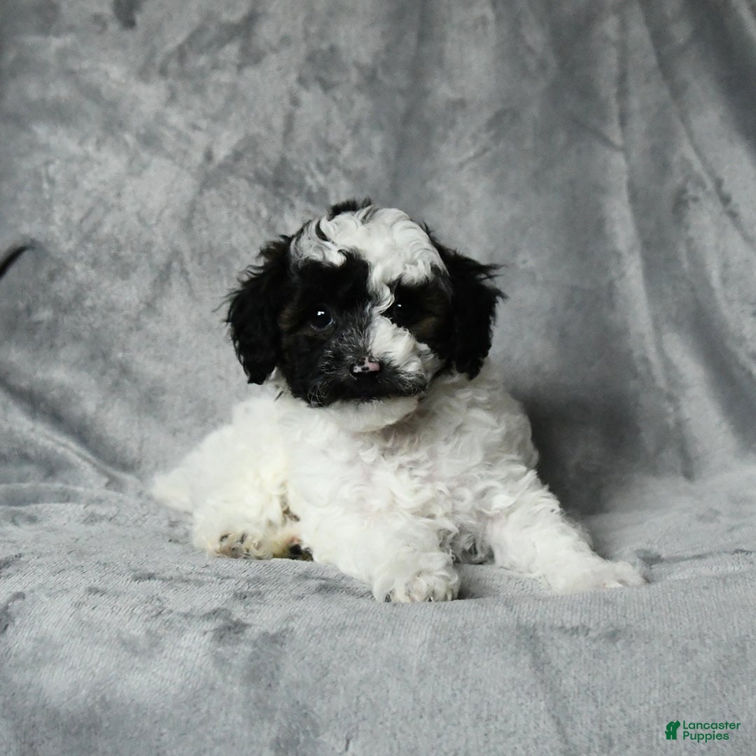 Toy Poodle dogs for sale: Checkers - Image 5