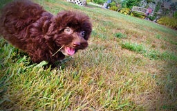 Havapoo dogs for sale: Karma - Image 16