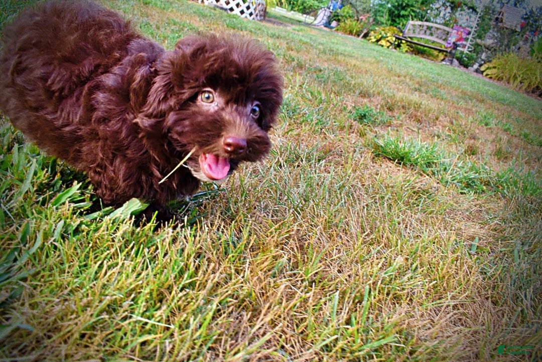 Havapoo dogs for sale: Karma - Image 16