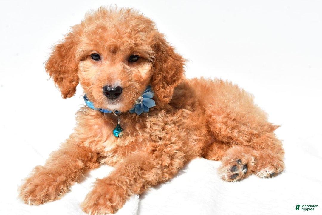 Mini Goldendoodle dogs for sale: Tessa - Image 2