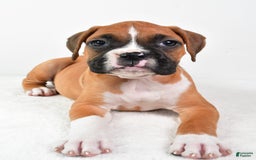 Boxer dogs for sale: Lucy - Image 5